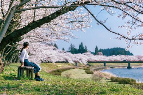 桧木内川堤の桜並木